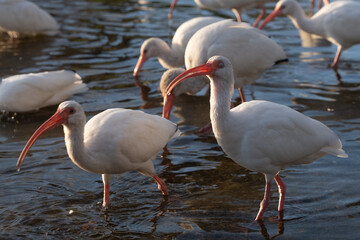 Obraz premium American white ibis in shallows