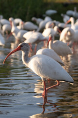 Obraz premium American white ibis in shallows