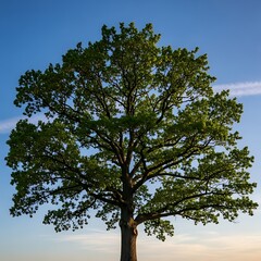 Majestic Oak Tree Standing Tall Under a Blue Sky.