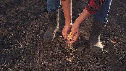Person in boots and jeans is holding a handful of seeds. Hands planting seeds in the soil. A garden with boots and a garden in spring. Someone wearing boots and jeans is gripping a lifestyle handful. © maxximmm