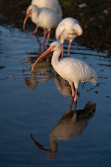 Obraz premium American white ibis in shallows
