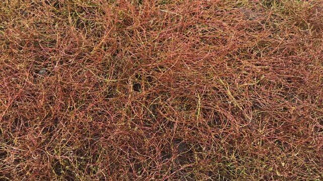 Withered knotgrass with fallen leaves in autumn morning, top view