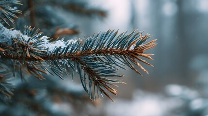 Close Up of Frozen Pine Needles Covered in White Hoarfrost