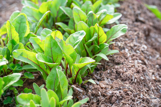 Young beet greens mulched with seaweed growing in the garden.