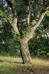 Fototapeta premium Parque florestal de Monsanto