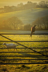 Pheasant perching on the metal gate of the farmland at sunrise in East Devon, UK