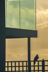 Silhouette of pigeon perching on on the railing under balcony made of glass