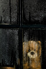 Teddy bear behind window covered in droplets