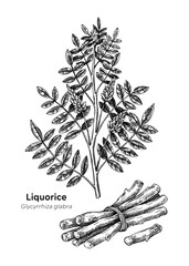 Hand drawn liquorice plant and root vector illustrations. Medicinal plant sketches set. For natural medicine, herbal products, food packaging design. NOT AI generated