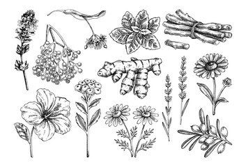 Hand drawn medicinal herbs icons collection. Botanical illustrations of healing plants, roots and berries for herbal medicine. NOT AI generated