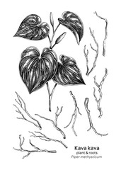 Hand drawn Kava plant and root vector illustrations. Medicinal plant sketches set. For natural medicine, herbal products, food packaging design. NOT AI generated