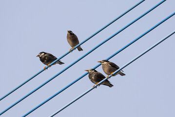 Group of white-cheeked starling or grey starling (Spodiopsar cineraceus) sitting on wire in front of blue sky