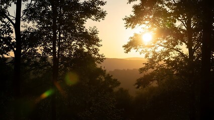 Serene forest landscape with sunset through trees
