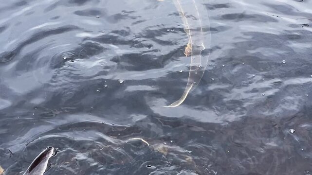 Big sturgeons swim in water on a sturgeon farm