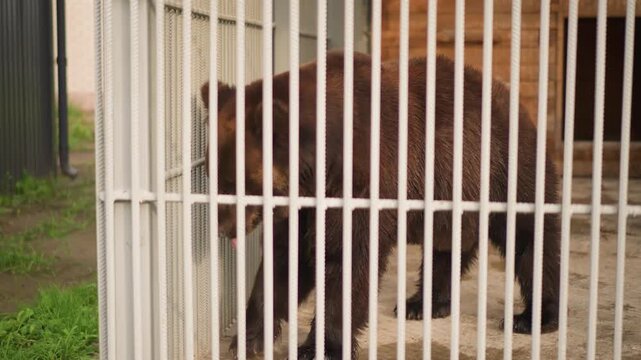 brown bear behind metal bars pacing in small zoo enclosure, sniffing concrete floor and wooden den, fur thick and damp, daylight casting shadows, grassy border outside cage, solemn mood, footage