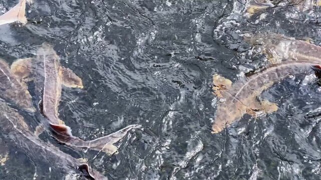 Big sturgeons swim and splashing in water on sturgeon farm