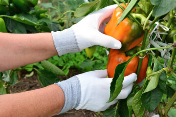 Hands in white Gloves Harvesting Ripe Bell Peppers from a Plant copy space