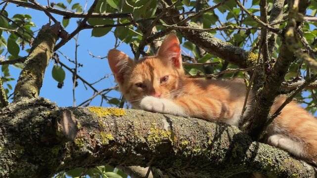 Ginger shorthair kitten lies on a thick tree branch