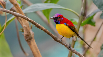 This image features a Mrs. Gould’s Sunbird (Aethopyga gouldiae) perched on a flowering branch in...
