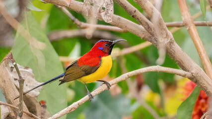 Obraz premium A stunning male Mrs. Gould’s Sunbird (Aethopyga gouldiae) displaying its vibrant plumage, this bird is known for its curved beak and vivid coloring, making it a popular subject in bird photography and