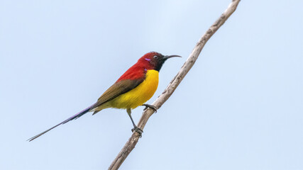 Obraz premium Mrs. Gould’s Sunbird (Aethopyga gouldiae) male perched tropical bird forest. Mahananda Wildlife Sanctuary, India