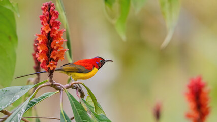 A stunning Mrs. Gould’s Sunbird (Aethopyga gouldiae) displaying its vibrant plumage, this bird is...