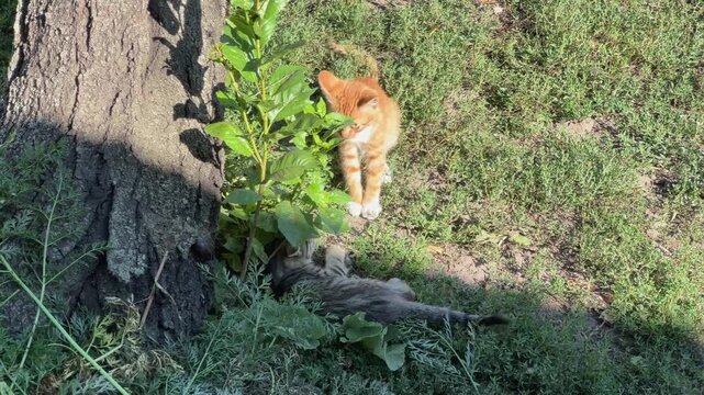 Ginger and gray shorthair kittens playing around tree trunk