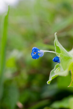 close up of commelina diffusa flower
