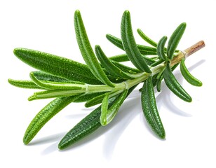 Close-up of a sprig with needle-like green leaves extending from a brown stem. The subject is isolated on a white background
