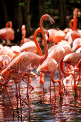 American flamingos (Phoenicopterus ruber) in the national aviary of Colombia © EderMarcos