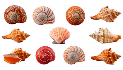 Collection of Nine Assorted Seashells with Spiral Patterns and Textures, isolated on a white.png