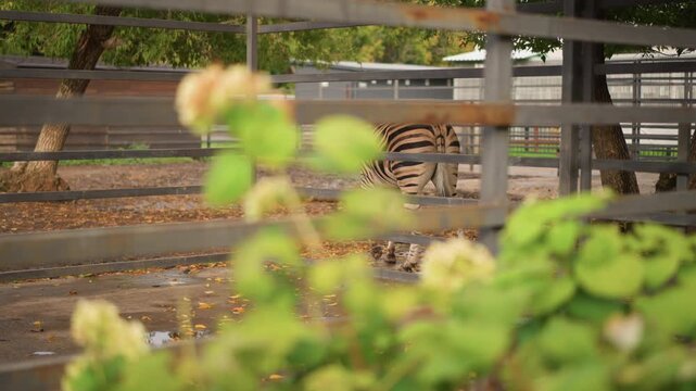 zebra behind fence, garden foreground. soft bokeh hydrangea blooms and fallen leaves frame wooden rails of zoo enclosure muted warm tones create peaceful atmosphere as zebra strolls slowly, stripes