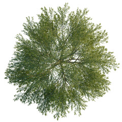 Salix babylonica tree plan, top view, cutout, isolate, good for architecture visualization, Vibrant green tree with dense foliage viewed from above © Peter Hai