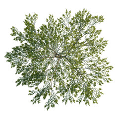 Salix babylonica tree plan, top view, cutout, isolate, good for architecture visualization, Stunning green tree canopy with lush foliage isolated on transparent background © Peter Hai