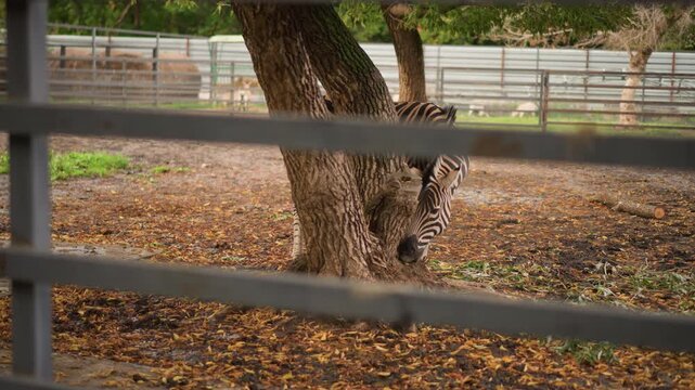 zebra peeking through metal fence rails, head turning, scattered leaves, attentive posture, paddock backdrop, tree trunk, candid wildlife footage, cinematic slow motion potential, rustic barn