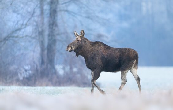 Elk / Moose ( alces alces ) close up