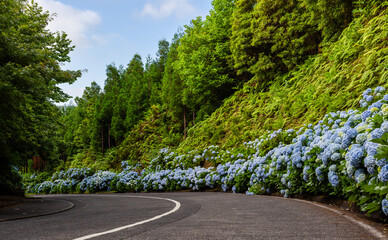 Hydrangea flowers along a winding road in Sete Cidades, Sao Miguel Island, Azores. Lush greenery surrounds the scenic drive. Blue flowers contrast with green foliage under a bright sky.