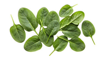 Fresh Spinach Leaves on White transparent background