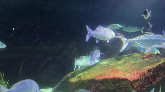 Sea basses, jacks, ray and other fishes in aquarium