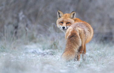 Red fox ( Vulpes vulpes ) in winter scenery