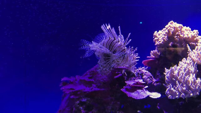 Lionfish swimming against the corals in an aquarium