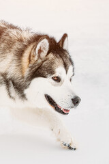 Naklejka premium Husky Dog Sneaking And Sniffing Outdoor In Snow, Winter Season. Search Concept. Pets Play, Jumping And Fast Running. Brave Husky Like Hunter Dog