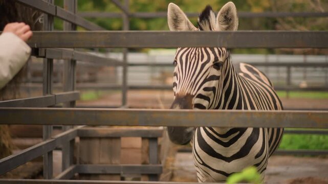 Zebra fence visitor hand closeup, gentle interaction as curious zebra leans through metal rails for treat, muted autumn light, soft greenery background, realistic zoo enclosure, candid wildlife