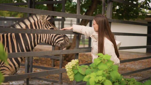 Caucasian woman feeding zebra through fence, offering treat with outstretched hand tranquil petting zoo setting with lush greenery, wooden rails, close zebra profile showing bold blackandwhite