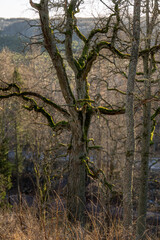 Obraz premium Ancient Moss Covered Oak Tree with Twisted Branches in Early Spring Forest