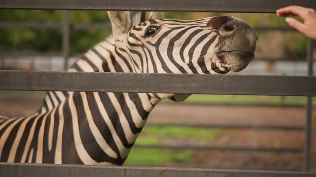 zebra reaching for visitor hand playful feeding interaction at fence outstretched arm offering treat closeup of muzzle and stripes gentle curiosity warm sunlight soft bokeh background