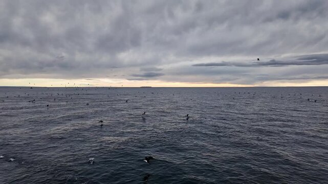 Punta Arenas, Chile: Footage from boat saling to Magdalena Island, national park near Punta Arenas, Patagonia of Chile with birds flying on dramatic sunrise