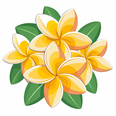Obraz premium frangipani flower isolated on white