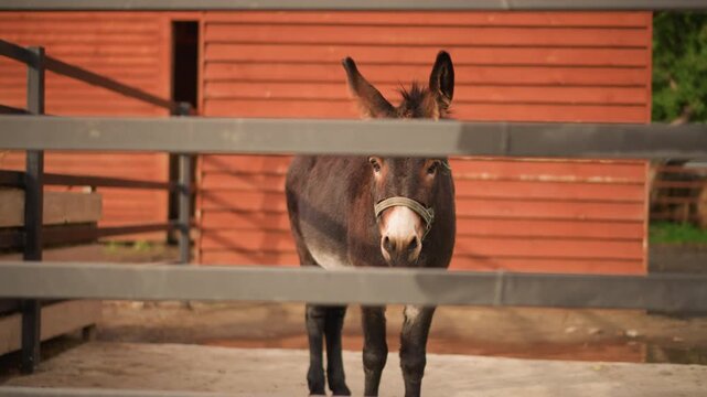 donkey behind wooden fence near barn, brown donkey peering through horizontal rails, soft morning sunlight warming weathered siding, straw on ground, gentle bray and slow movements, intimate farm