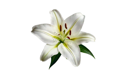 Single white lily flower with green leaves and dark center, isolated on a transparent 
